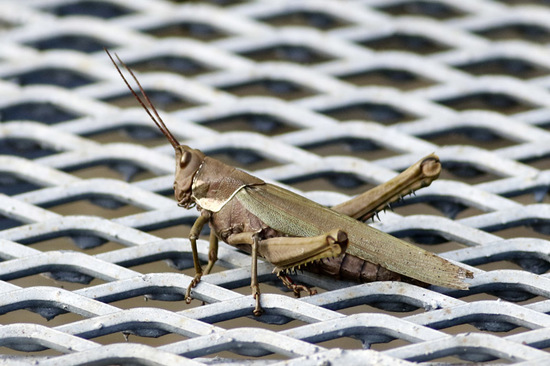 Lubber Grasshopper