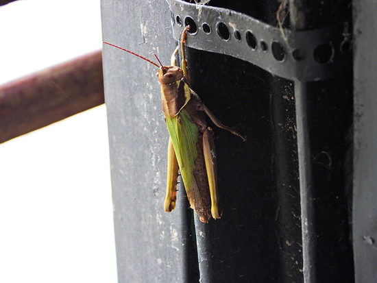 Tucura de patas espinosas