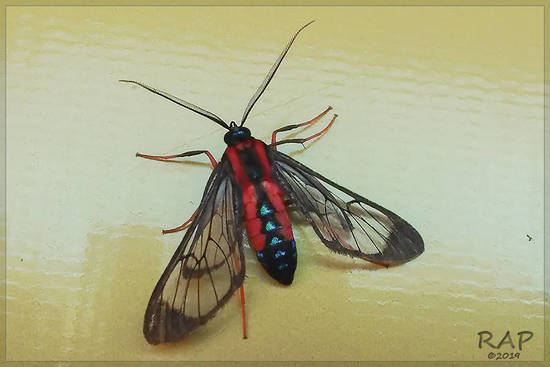 Scarlet-bodied wasp-moth