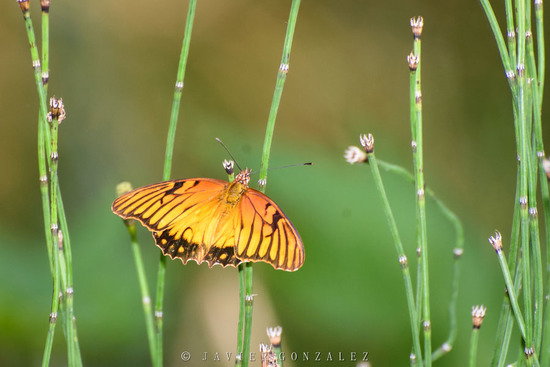 Mexican silverspot