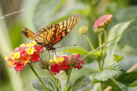 Mexican silverspot