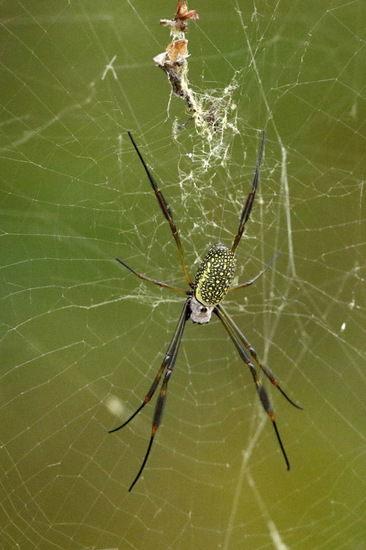 Golden Silk Orbweaver