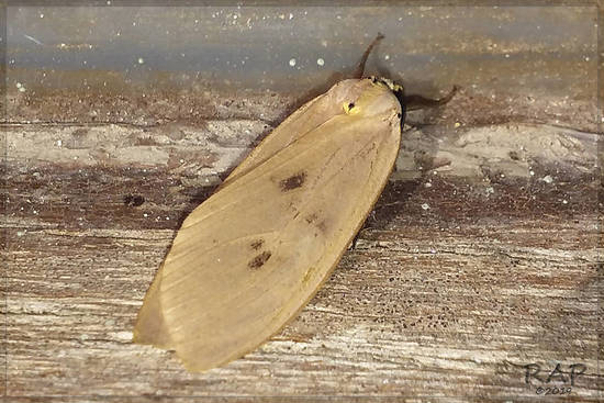 Tiger moth
