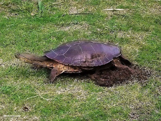 Side-necked turtle