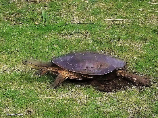 Side-necked turtle