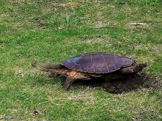 Side-necked turtle