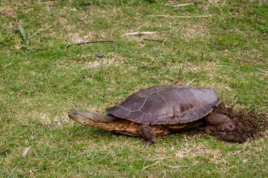 Side-necked turtle