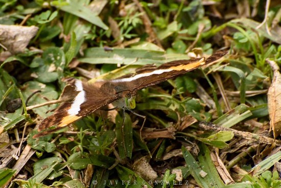 Laurentia Emperor