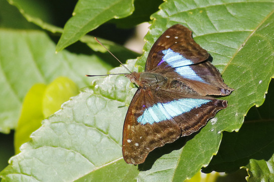 Laurentia Emperor