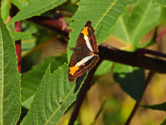 Laurentia Emperor