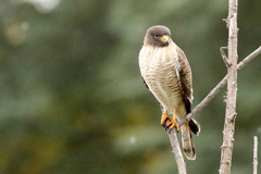 Roadside Hawk