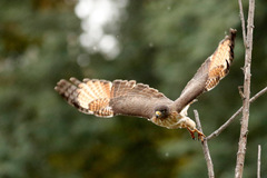 Roadside Hawk