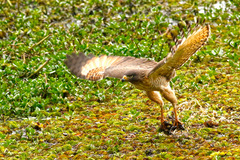 Roadside Hawk