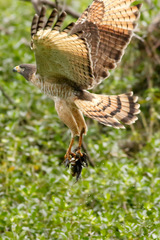 Roadside Hawk
