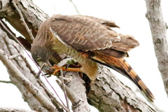 Roadside Hawk