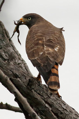 Roadside Hawk