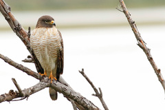 Roadside Hawk