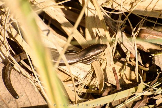 Lagartija de las cortaderas