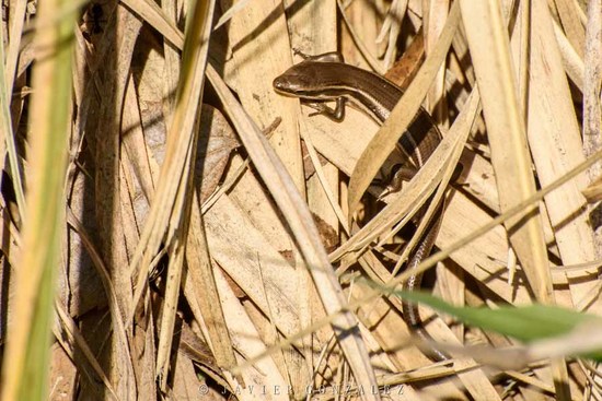 Lagartija de las cortaderas
