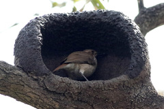 Rufous Hornero