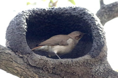 Rufous Hornero