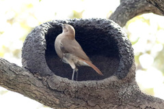Rufous Hornero