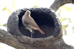 Rufous Hornero