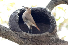 Rufous Hornero