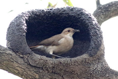 Rufous Hornero