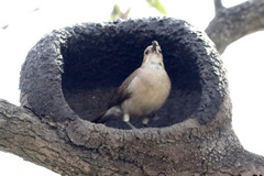 Rufous Hornero