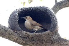 Rufous Hornero