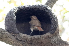 Rufous Hornero