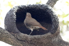 Rufous Hornero