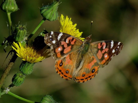 Dama pintada 