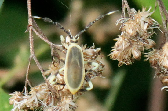 Chinche del mburucuyá