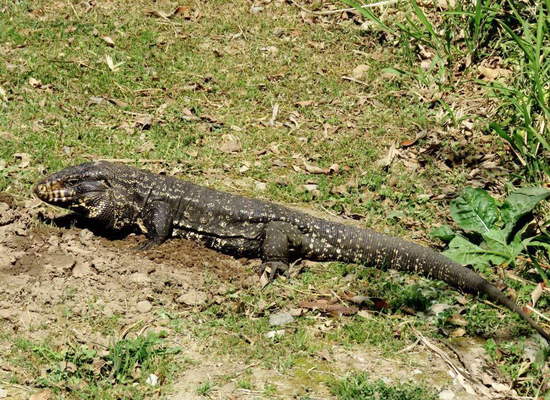Lagarto overo