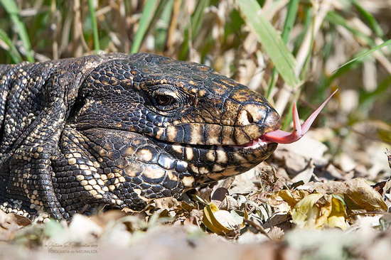 Lagarto overo
