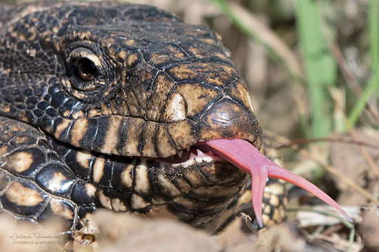 Lagarto overo
