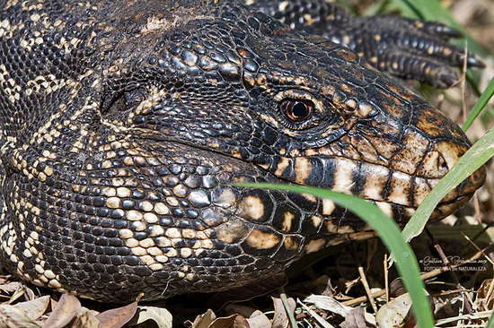 Lagarto overo
