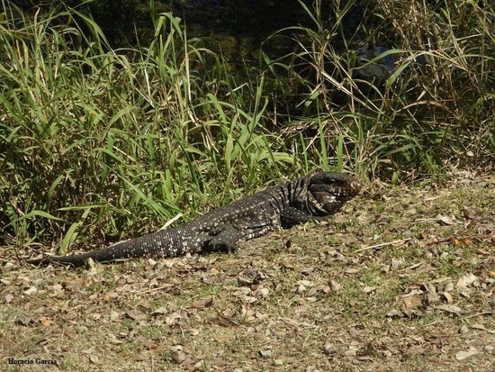 Lagarto overo