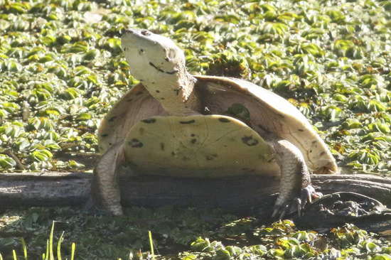 Tortuga de laguna
