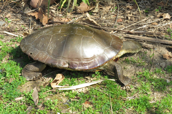 Tortuga de laguna