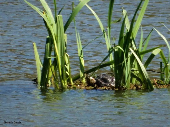 Tortuga pintada