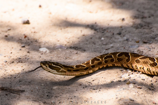 Urutu pit viper