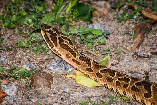 Urutu pit viper