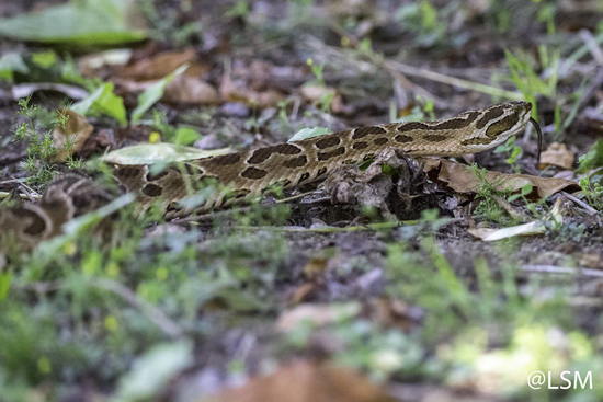 Urutu pit viper