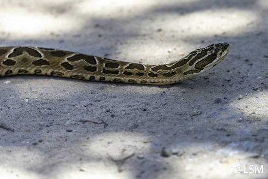 Urutu pit viper