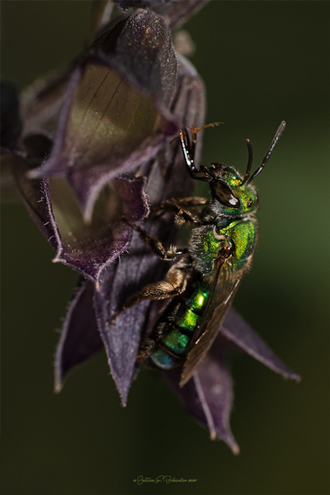 Sweat Bee