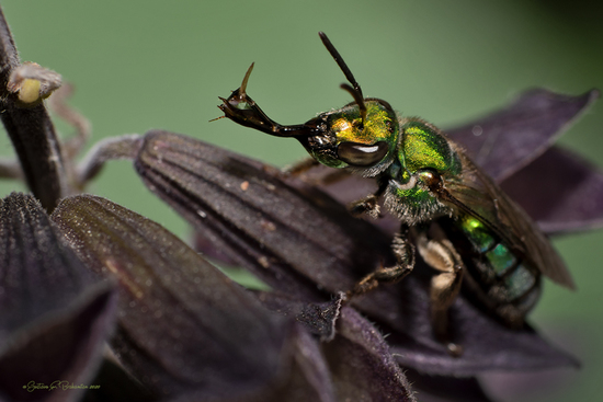 Sweat Bee