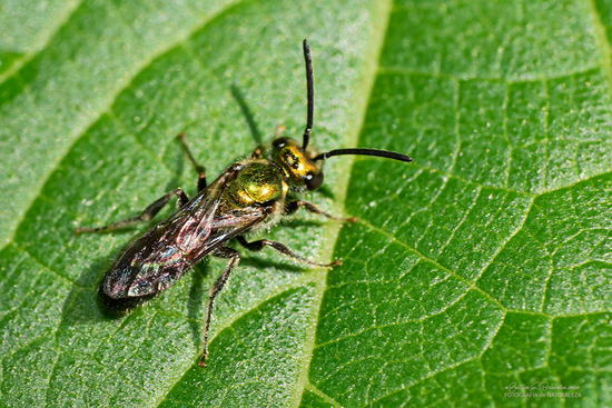 Sweat Bee